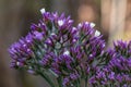 Sea Lavender Limonium Salt Lake, flower in close-up